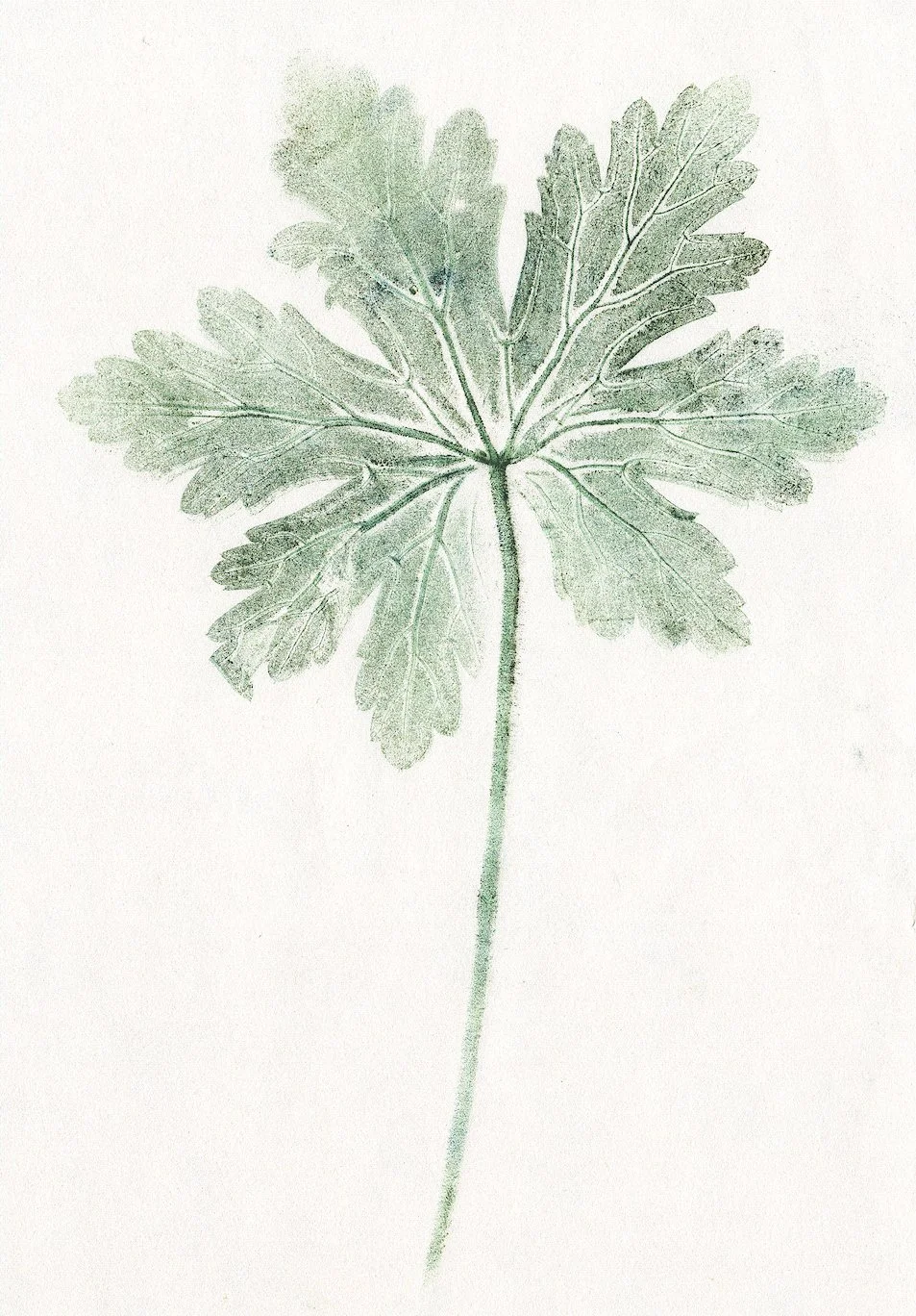 geranium.jpg