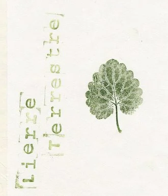 lierre0.jpg