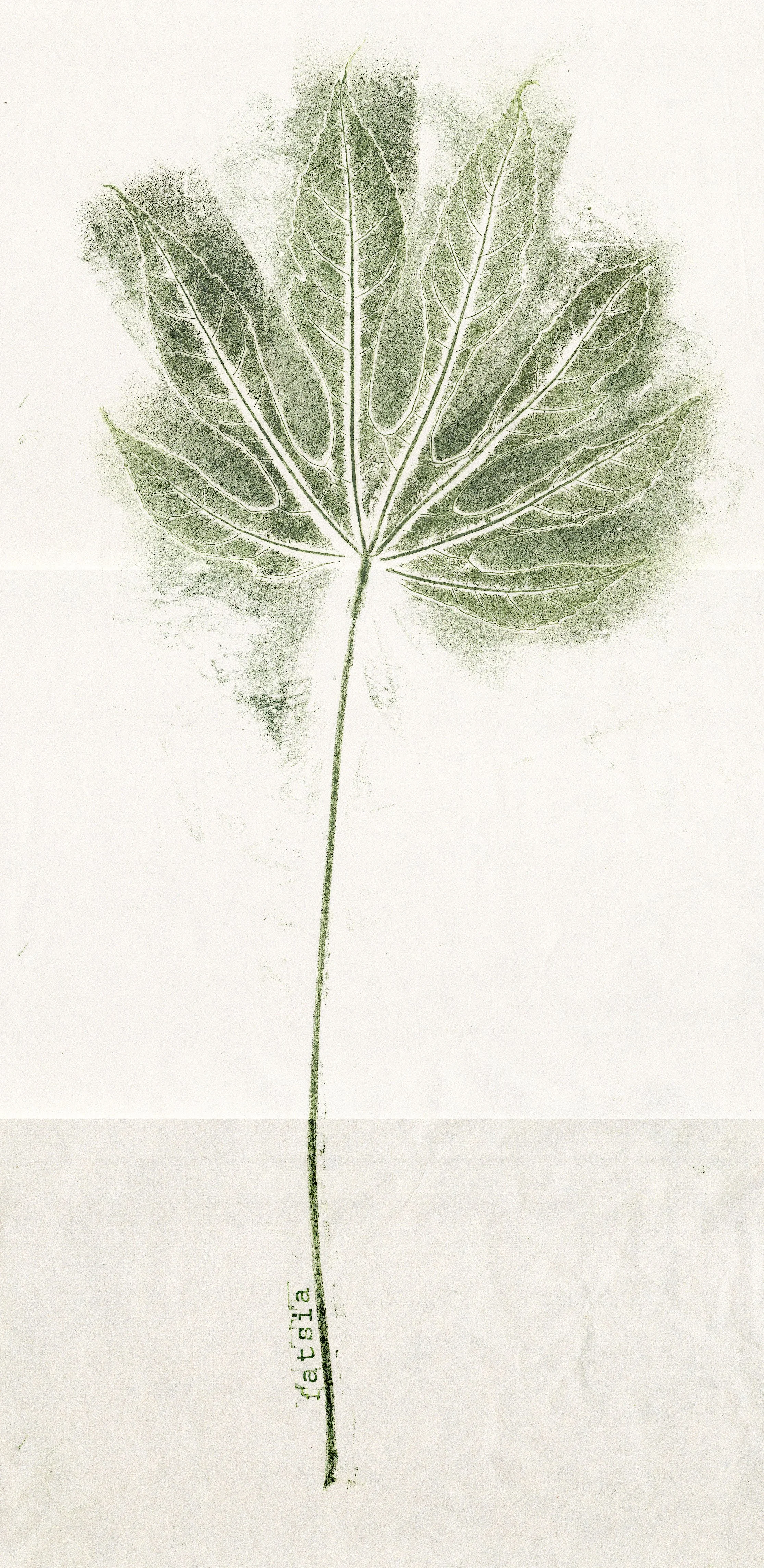 fatsia.jpg