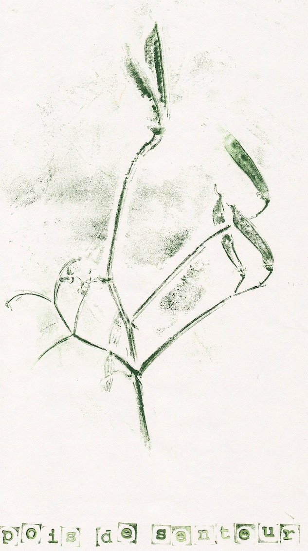 pois-senteur0 copie.jpeg