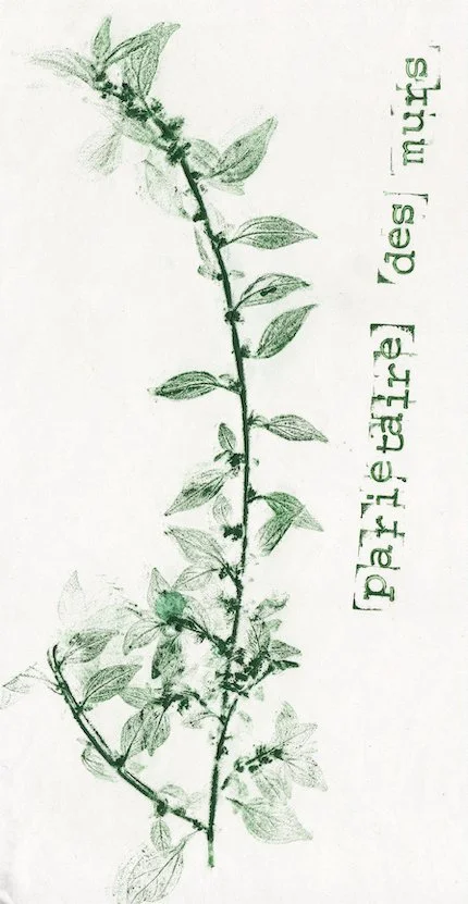 parietaire.jpg