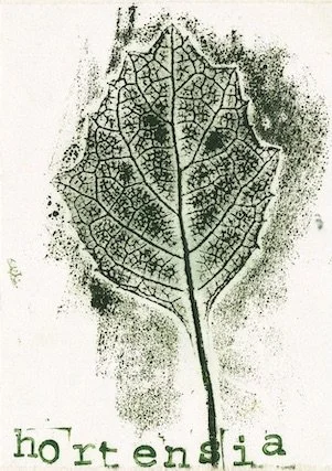 hortensia1 copie.jpeg