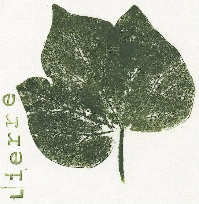 lierre.jpg