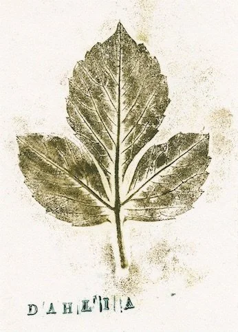 dahlia0 copie.jpeg