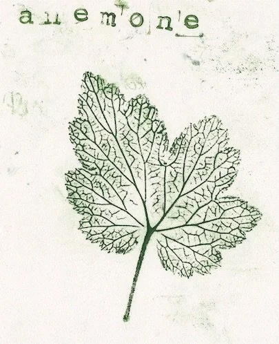 anemone copie.jpeg