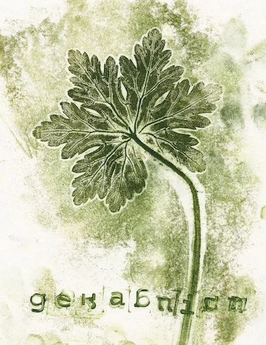 geranium0.jpg