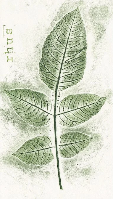 sumac-rhus.jpg