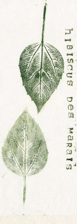 hibiscus-des-marais.jpg