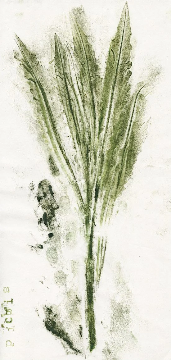 picris.jpg