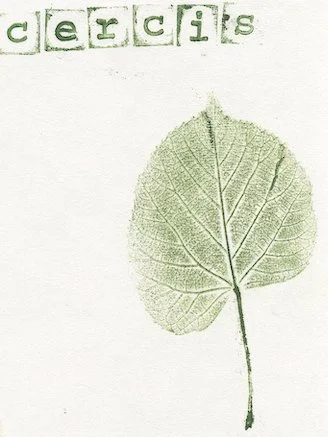 cercis-arbredejudee0.jpg