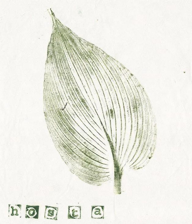 hosta.jpg