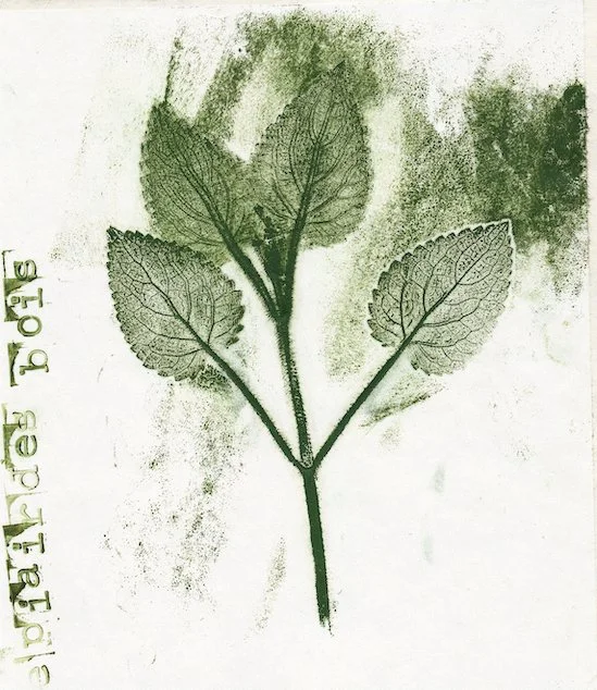 epiaire-des-bois.jpg