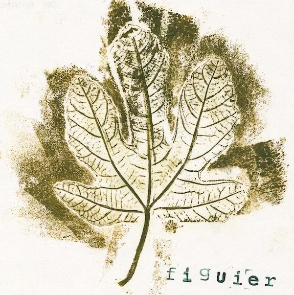 figuier copie.jpeg