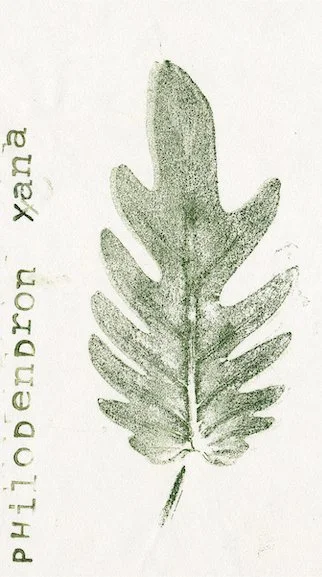 philidendron-xana.jpg