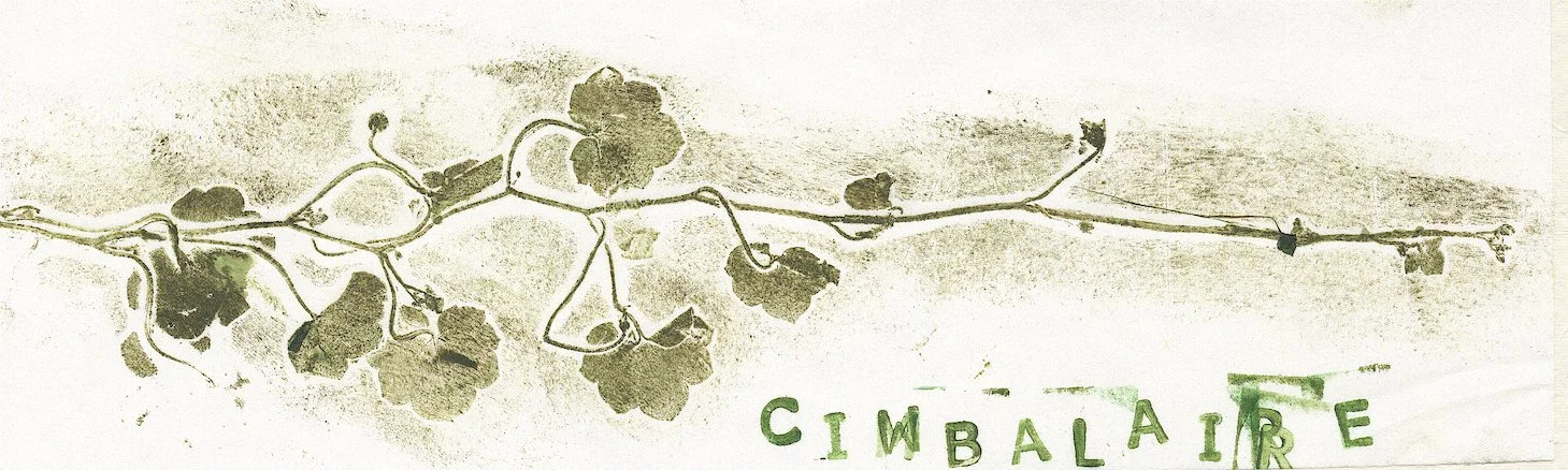 cymbalaire.jpg