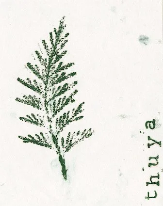 thuya.jpg