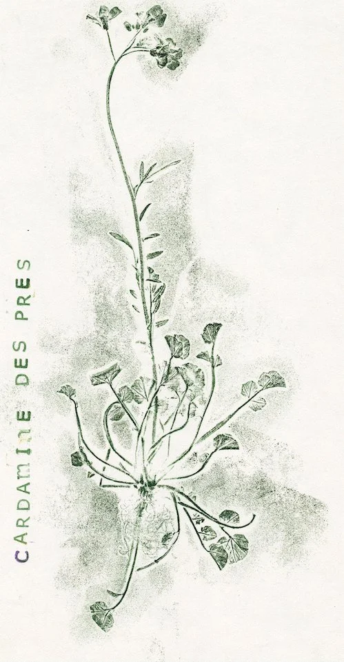 cardamine-des-pres.jpg