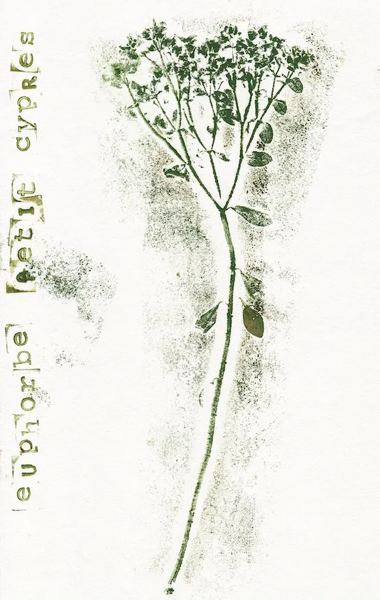 euphorbe-petit-cypres.jpg