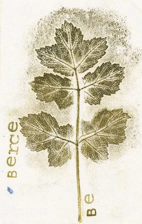 berce.jpg