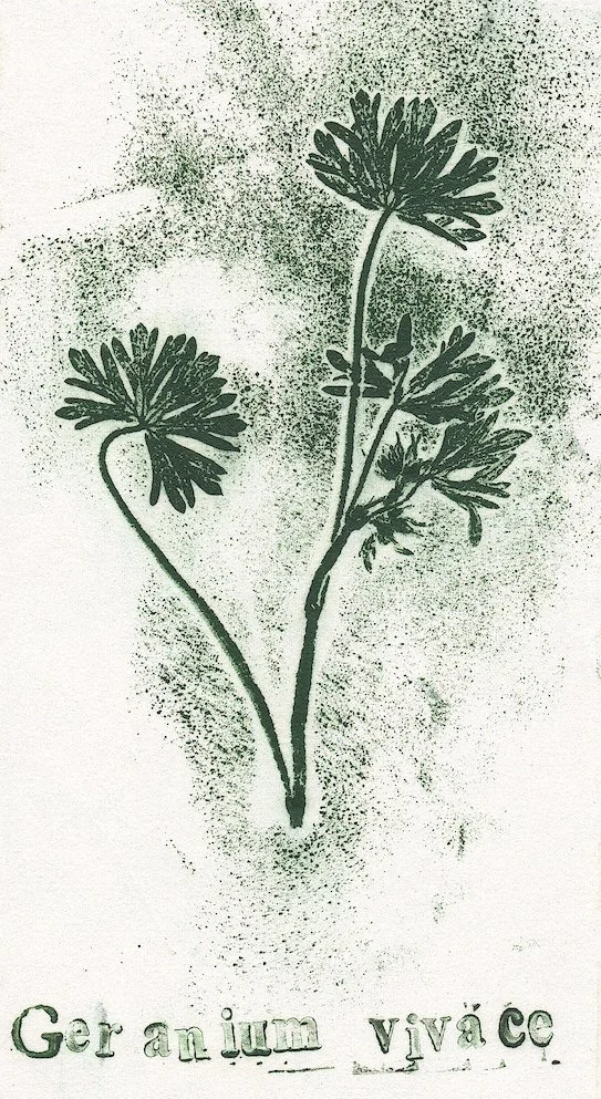 geranium2.jpg