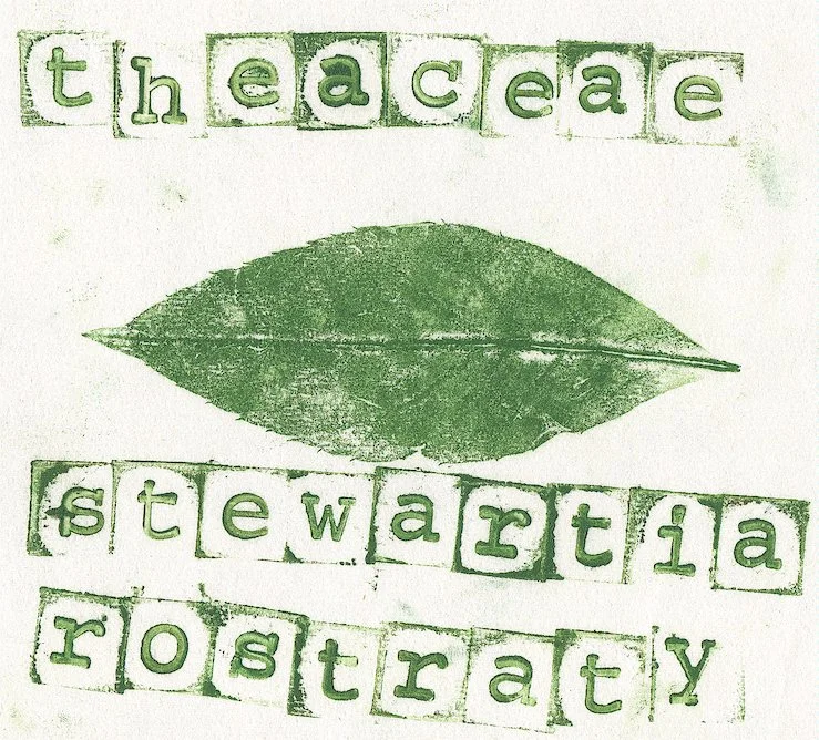 theaceae.jpg