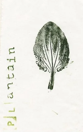 plantin.jpg