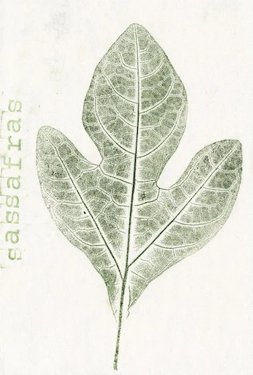 sassafras.jpg
