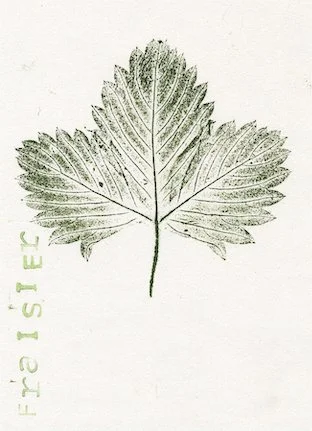 fraisier0.jpg