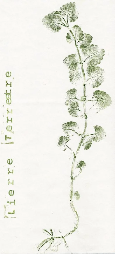 lierre1.jpg