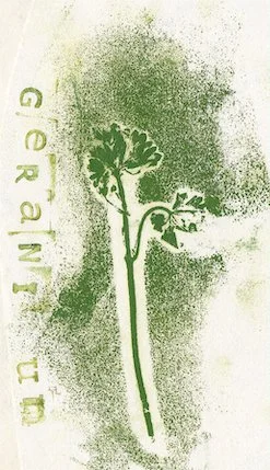 geranium.jpg