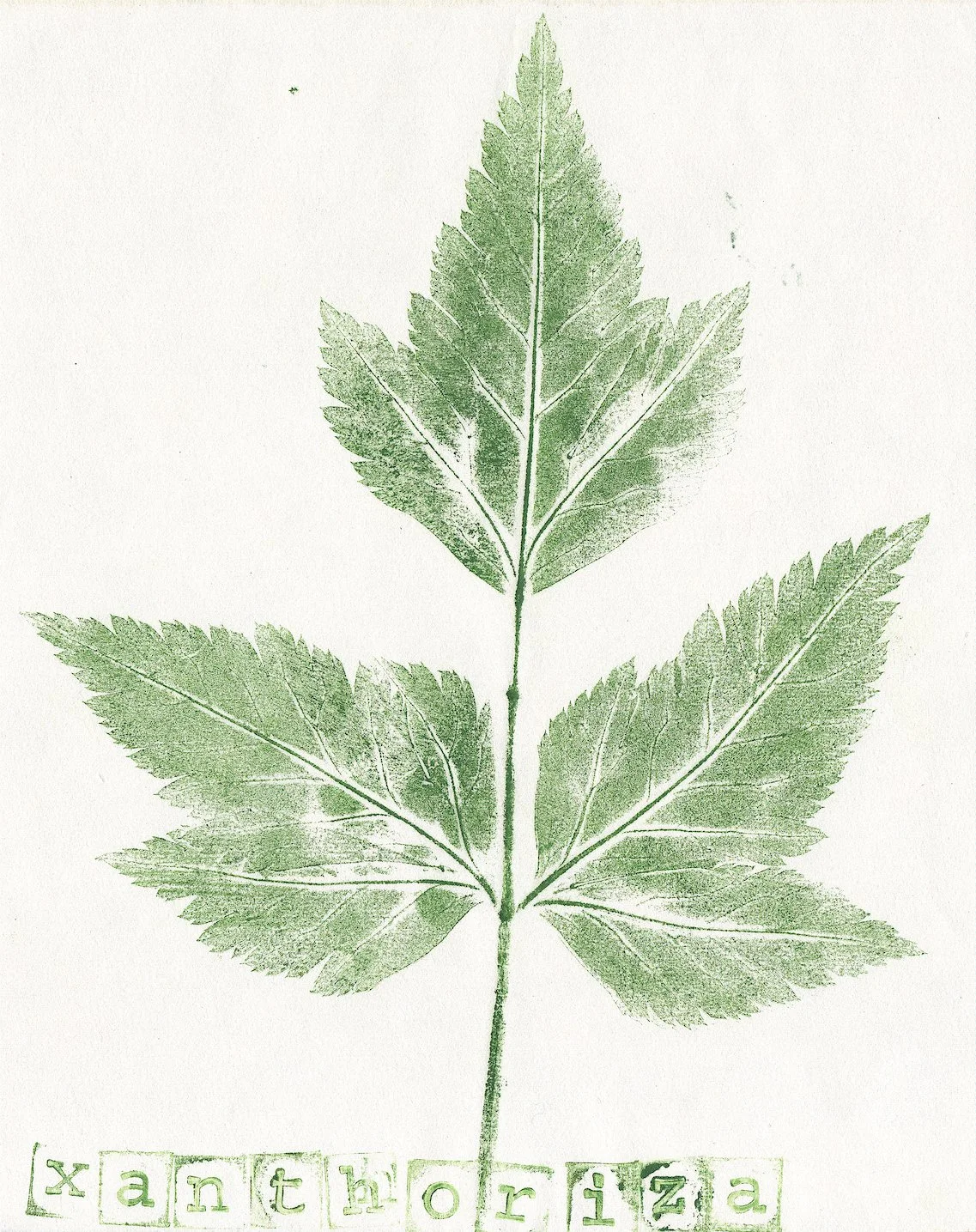 xanthorhiza.jpg