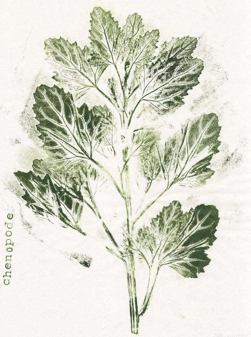chenopode.jpg