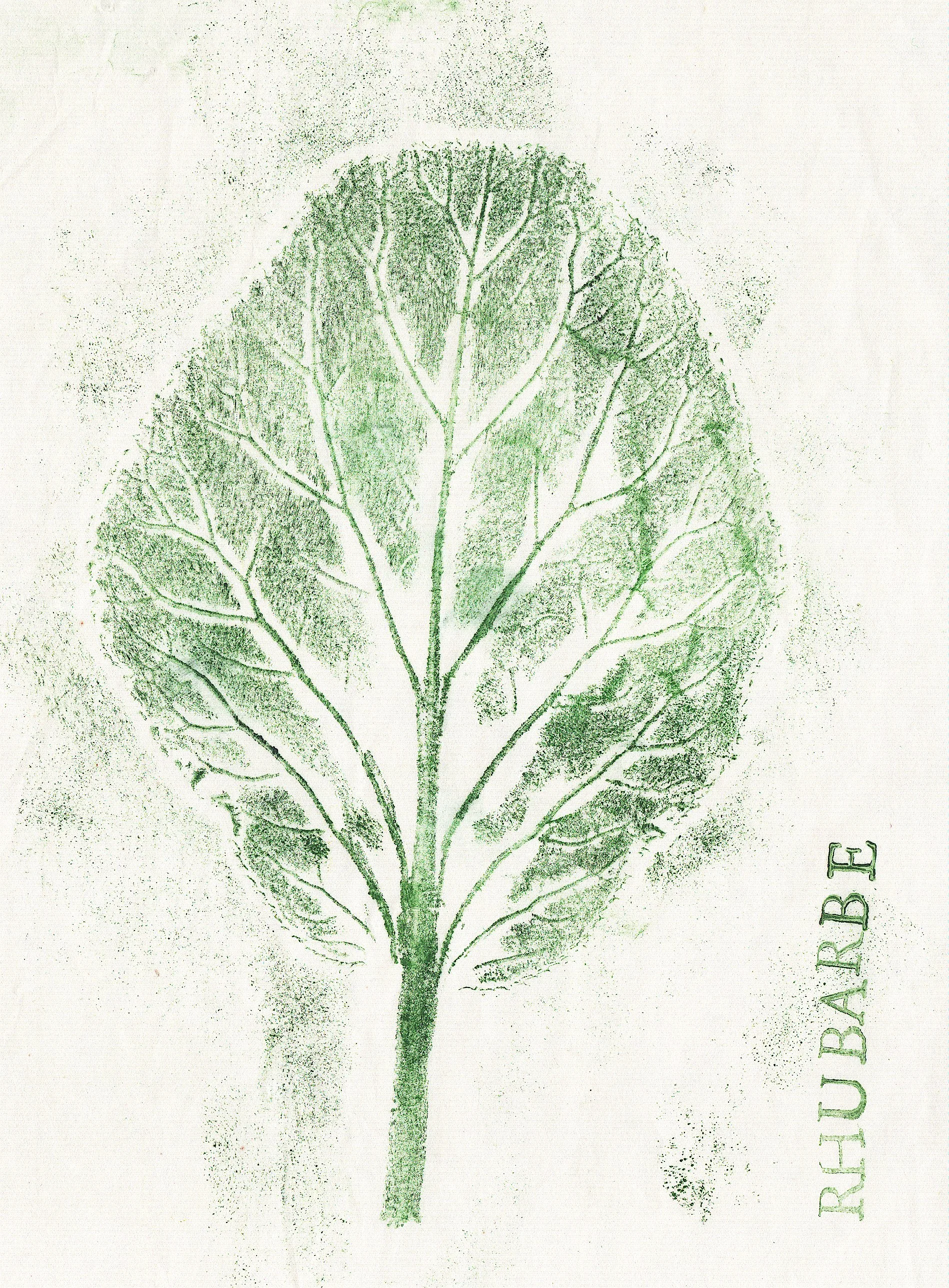 rhubarbe.jpg