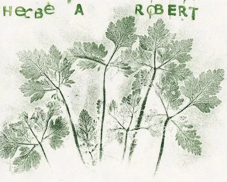 geranium.jpg