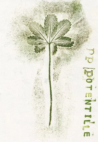potentille3.jpg