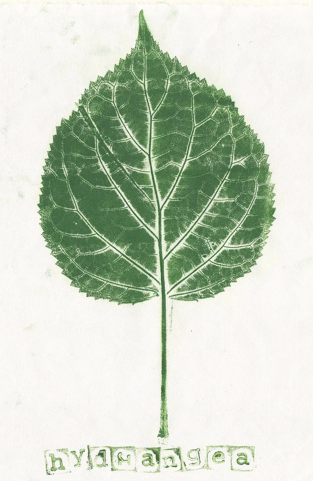 hydrangea.jpg