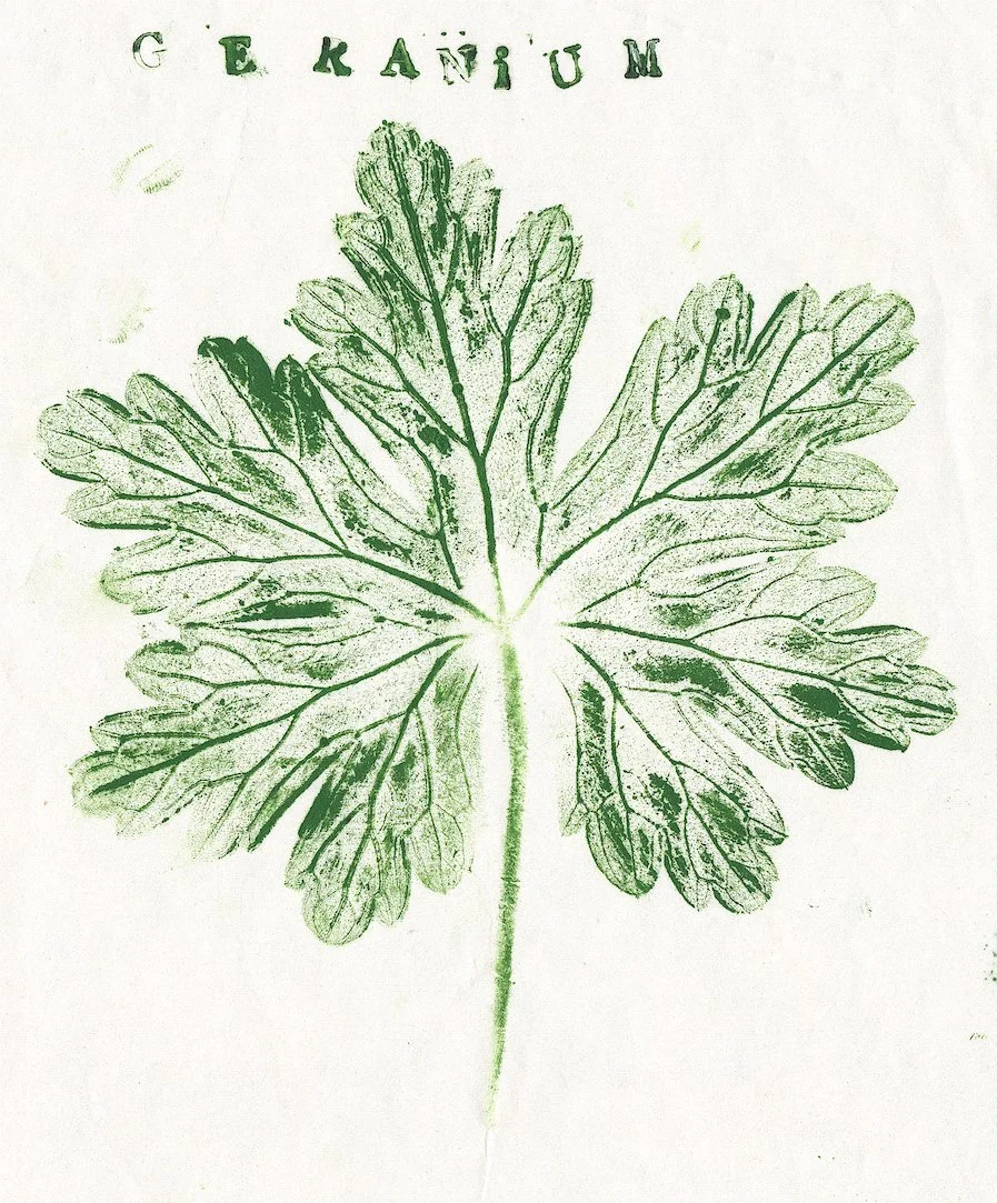 geranium.jpg