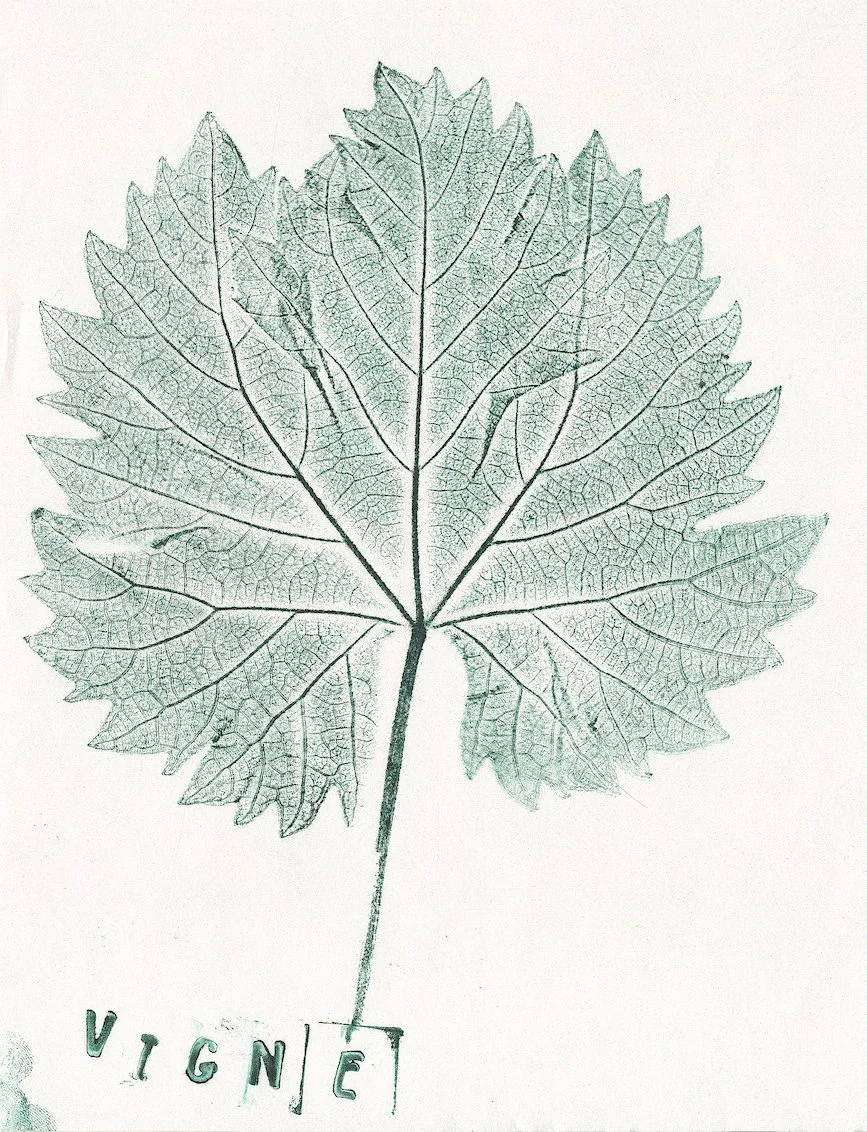 vigne.jpg
