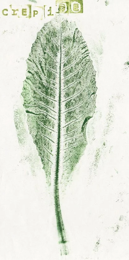 crepide2.jpg