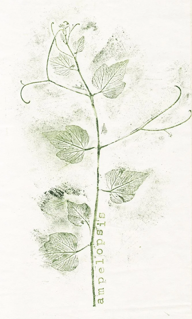 ampelopsis.jpg