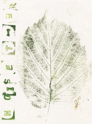 noisetier copie.jpeg