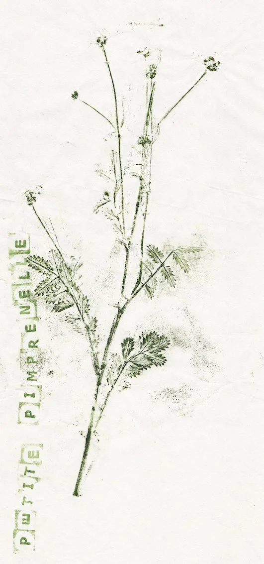 pimprenelle.jpg