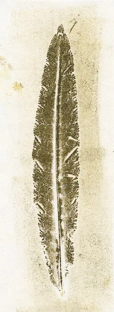 oseille.jpg