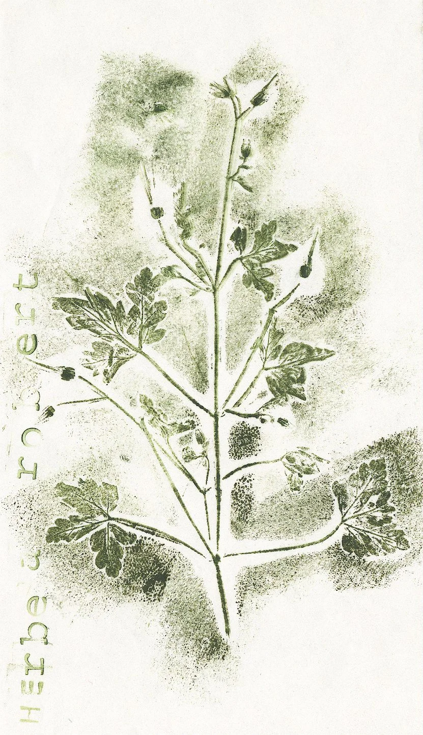 geranium.jpg