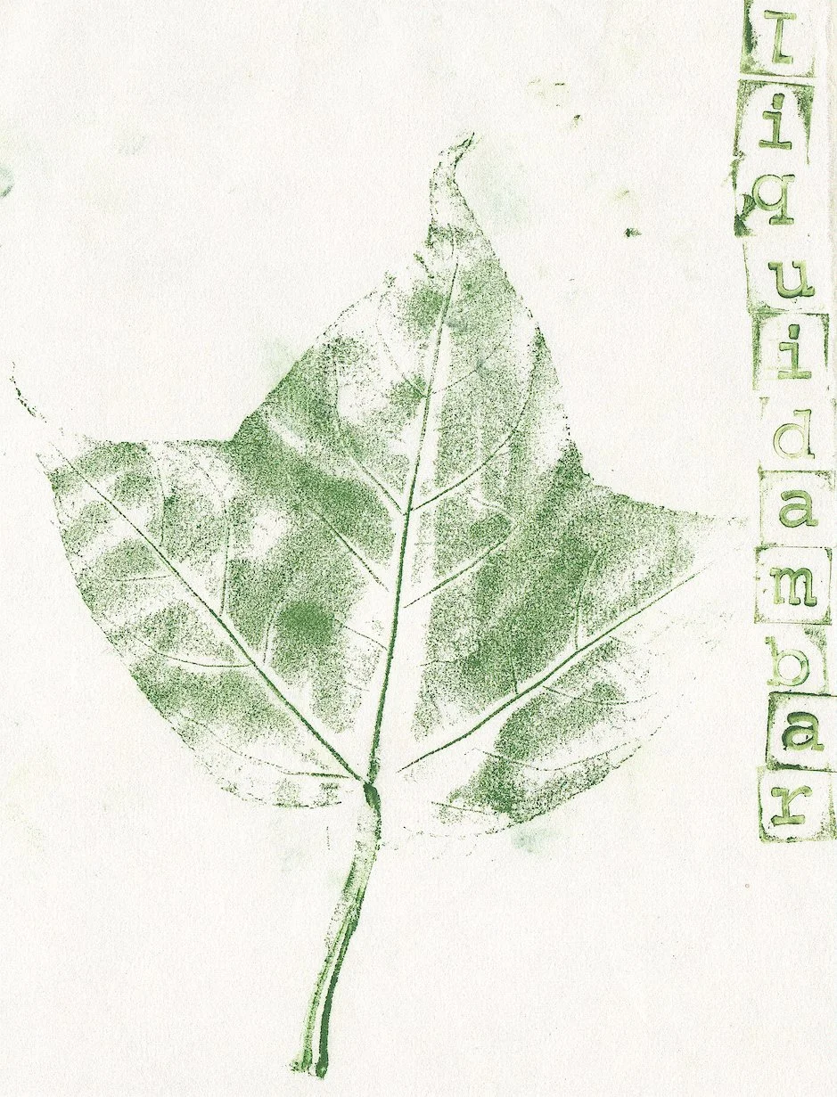 liquidambar.jpg