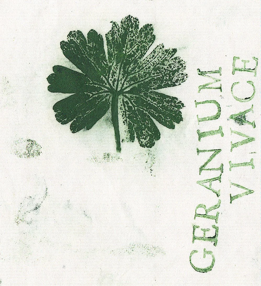 geranium.jpg