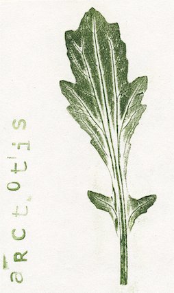 arctotis0.jpg