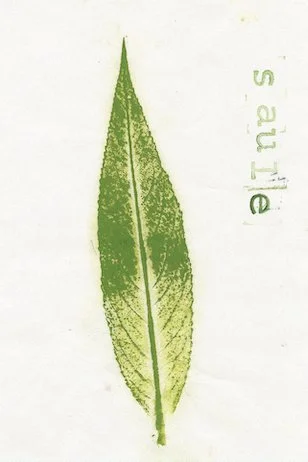 saule.jpg