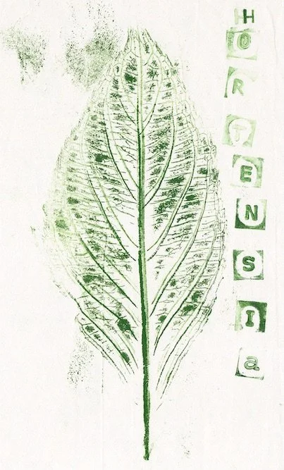 hortensia0 copie.jpeg