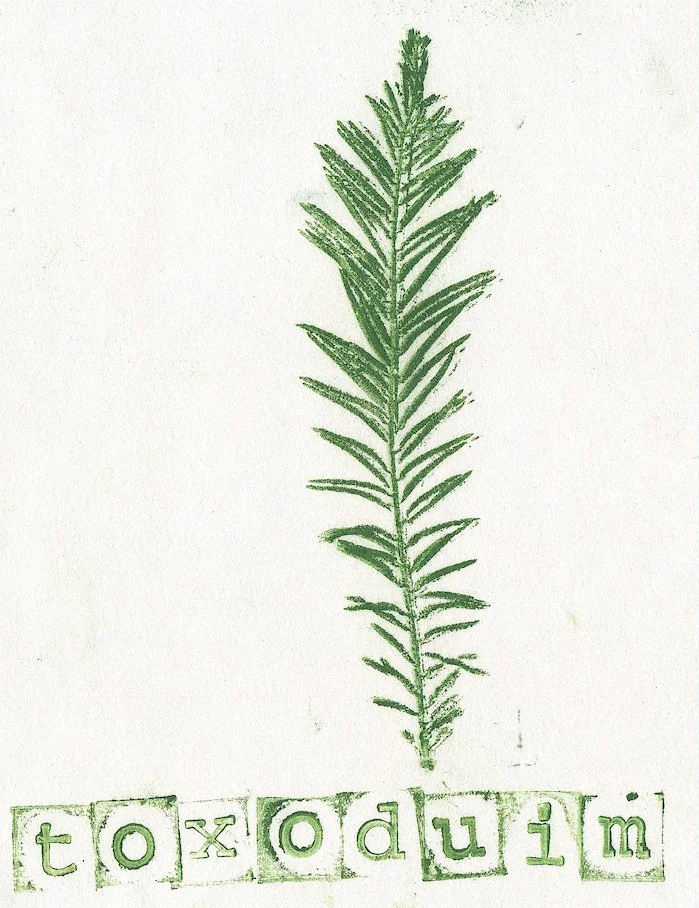 cypres-taxodium.jpg